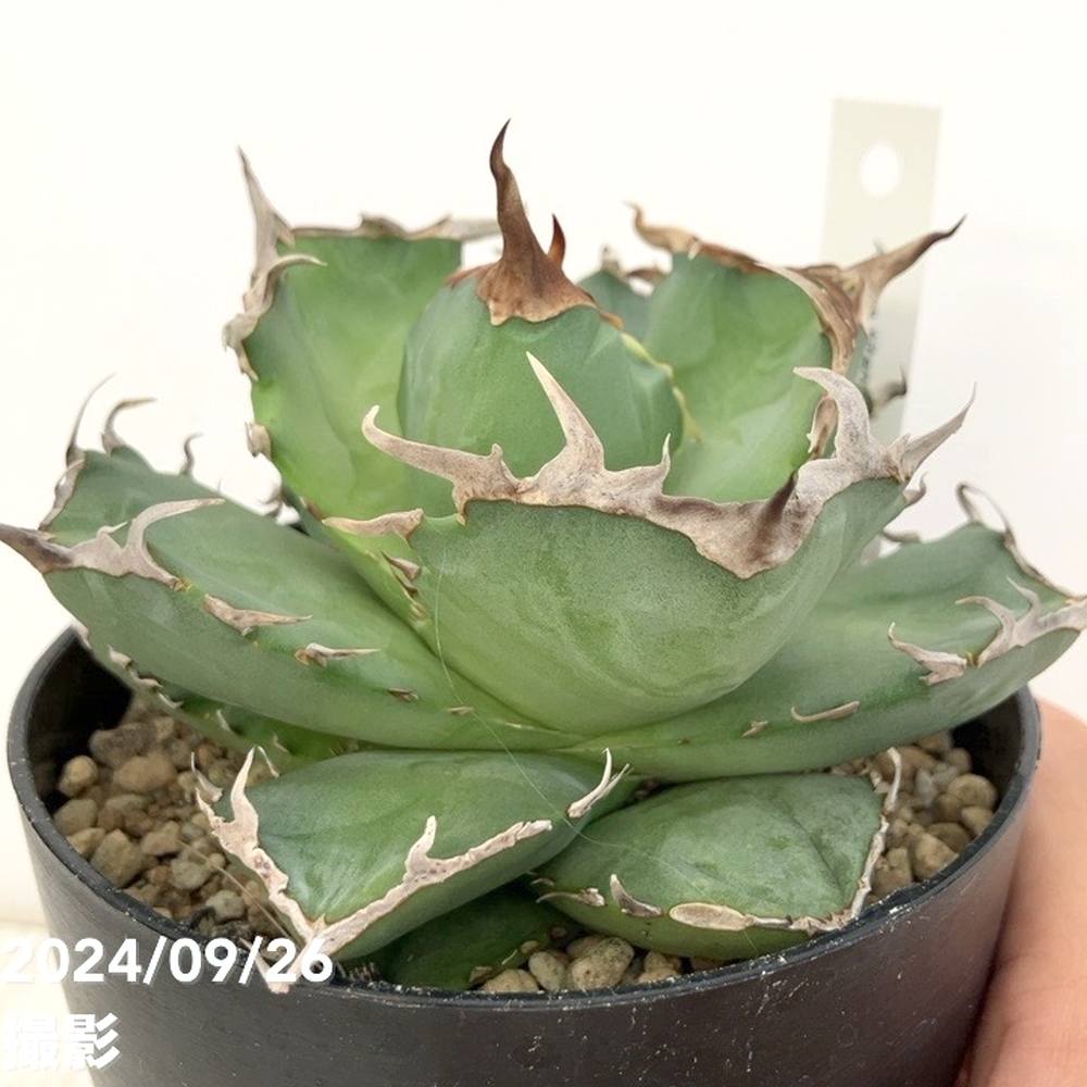 現品お届け】アガベ 4号 チタノタ クラブ Agave titanota Crab（A35