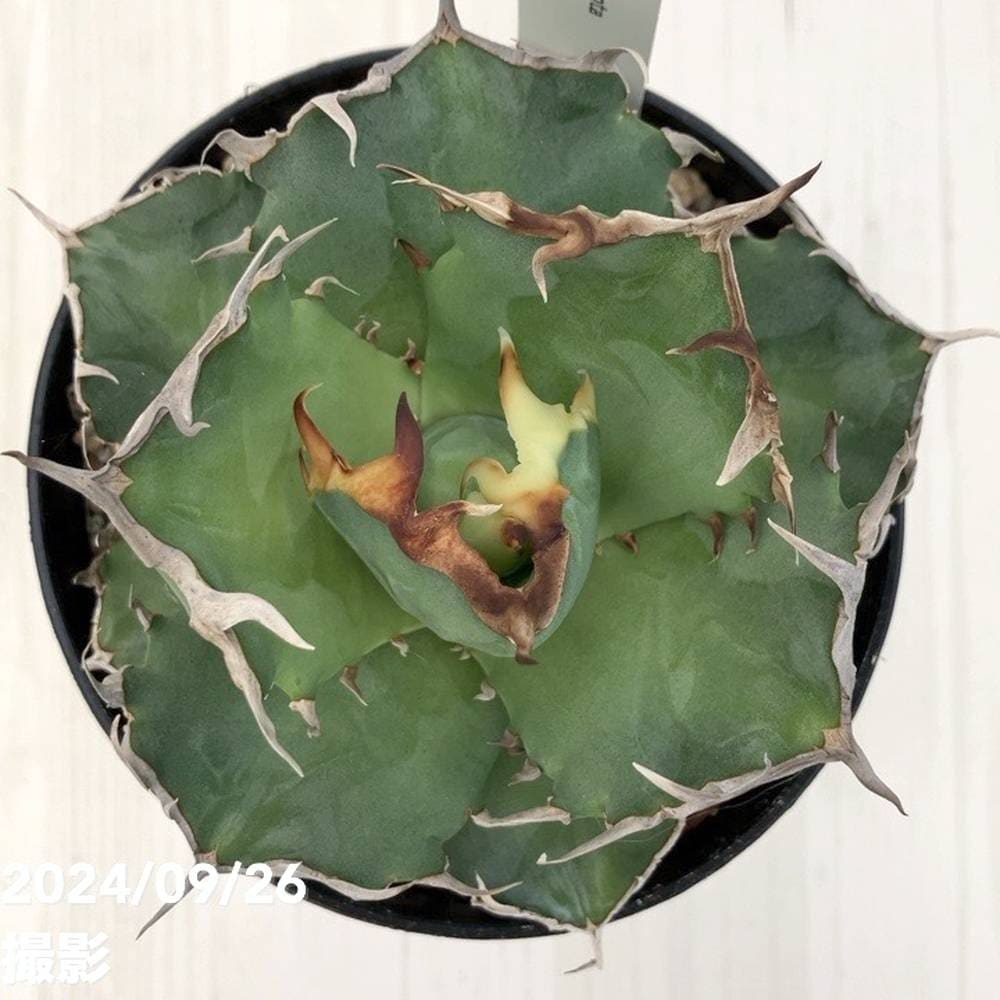 現品お届け】アガベ 4号 チタノタ クラブ Agave titanota Crab（A35