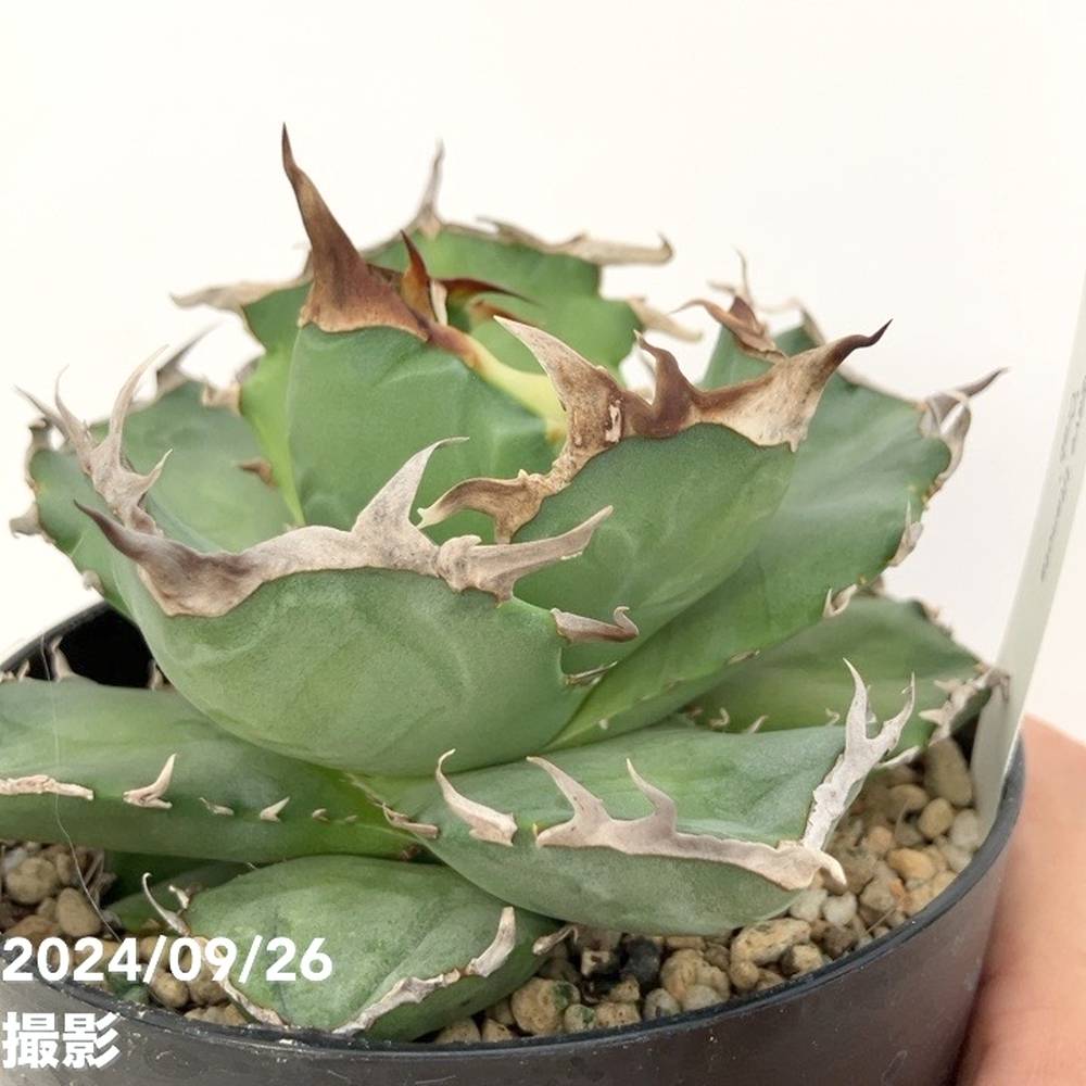 現品お届け】アガベ 4号 チタノタ クラブ Agave titanota Crab(A35 現品お届け】アガベ 4号 チタノタ クラブ Agave titanota Crab(A35