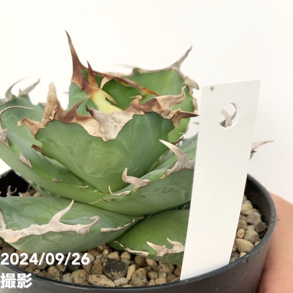 現品お届け】アガベ 4号 チタノタ クラブ Agave titanota Crab（A35