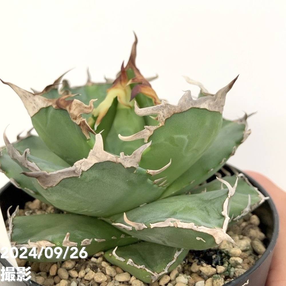 現品お届け】アガベ 4号 チタノタ クラブ Agave titanota Crab
