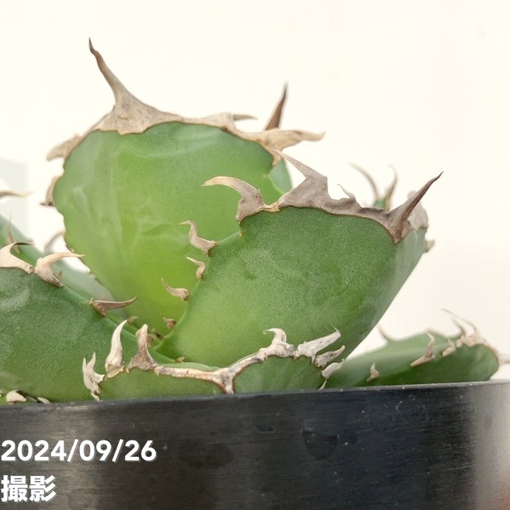 アガベ チタノタ 4株セット 000000020122_X6xeYnl.jpg