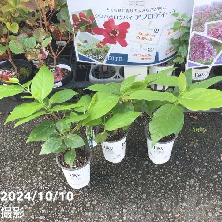 PW クロバナロウバイ アフロディーテ 11cmロングポット PVP｜花木04-PA