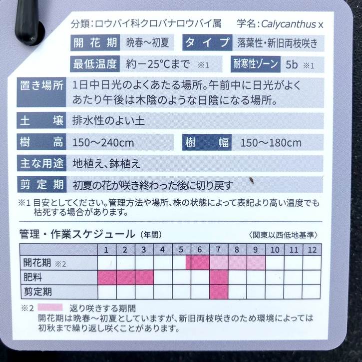 PW クロバナロウバイ アフロディーテ 11cmロングポット PVP｜花木04-PA