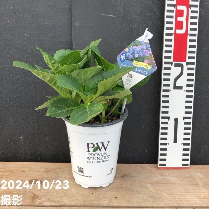 3号鉢プランター　ダンス 3号鉢プランター ダンス 【公式通販】