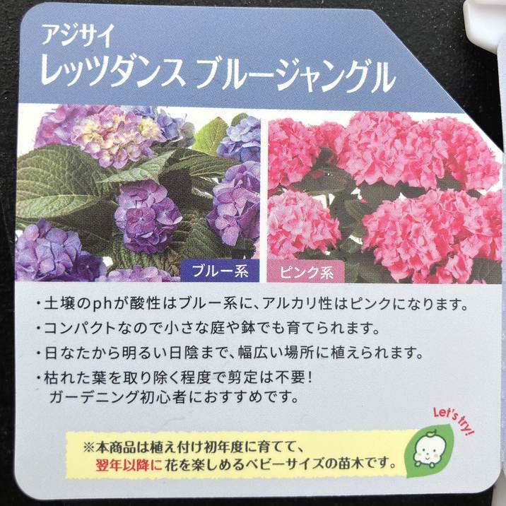 PW アジサイ レッツダンス ブルージャングル 11cmロングポット｜花木04