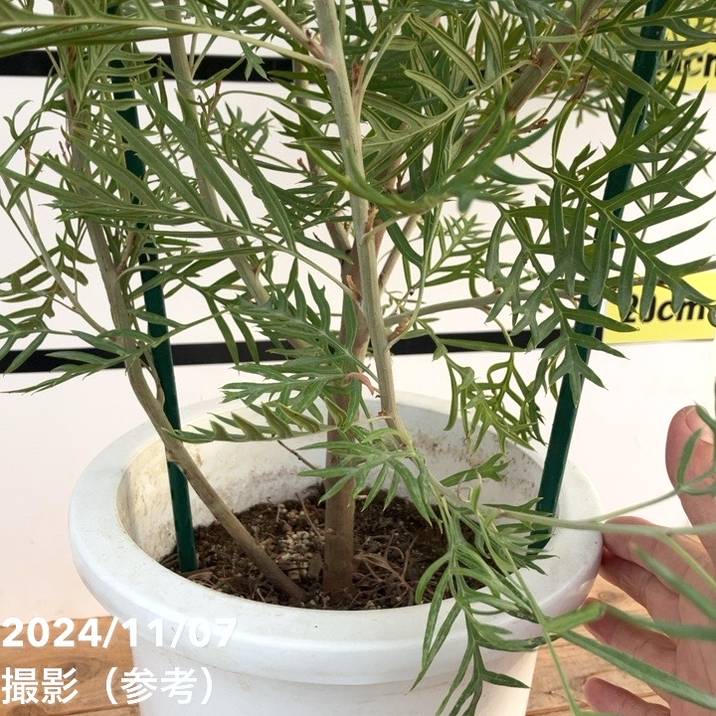 現品お届け】グレビレア ピーチズアンドクリーム 8号大株｜s200｜花木