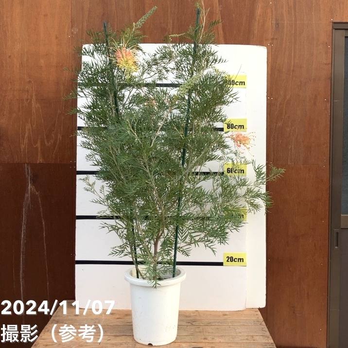 現品お届け】グレビレア ピーチズアンドクリーム 8号大株｜s200｜花木