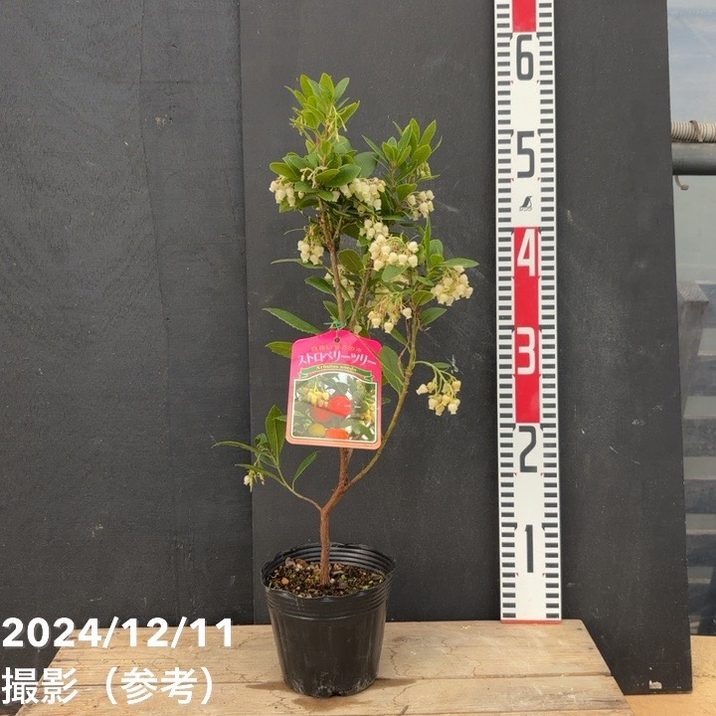 ＊＊イチゴの木 ストロベリーツリー１１０センチ＊＊ いちごの木 ストロベリーツリー 4号｜花木04-PA | 花木・庭木 | 赤塚