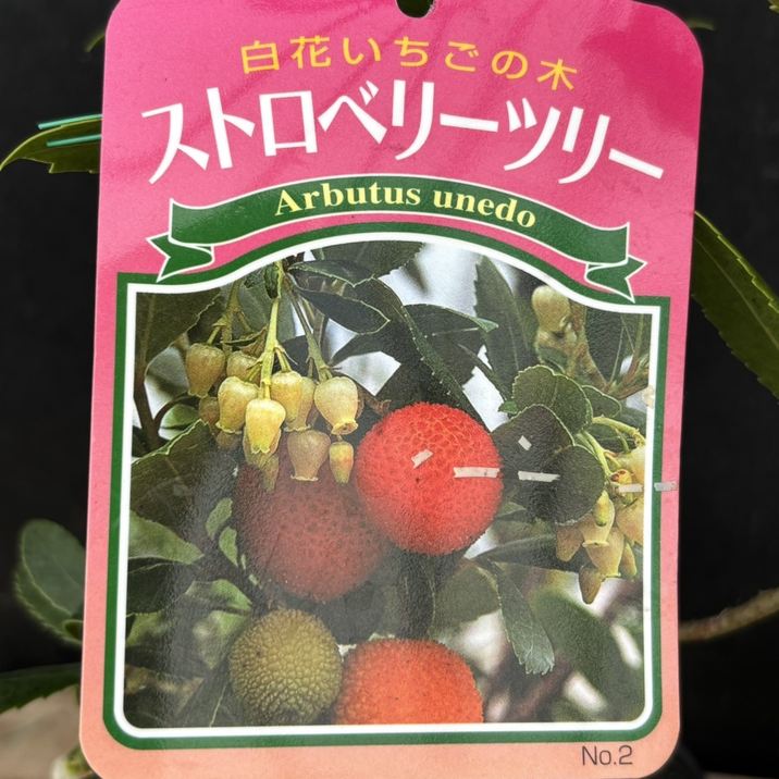 ＊＊イチゴの木 ストロベリーツリー１１０センチ＊＊ いちごの木 ストロベリーツリー 4号｜花木04-PA | 花木・庭木 | 赤塚