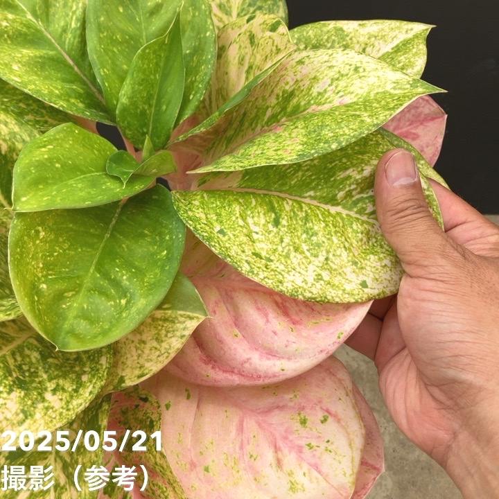 激レア！現品お届け】アグラオネマ 5号 ピンクイメリタス（4）｜観葉10