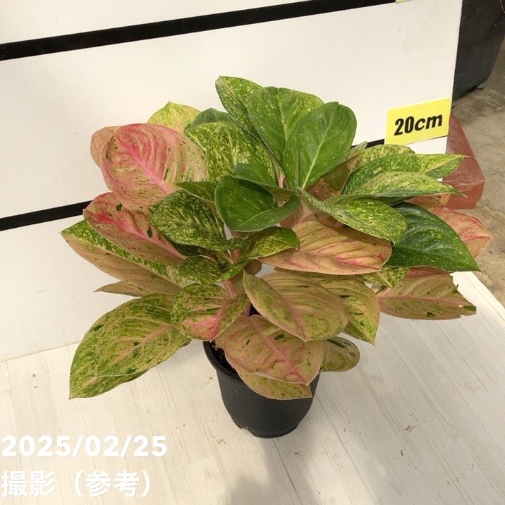 激レア！現品お届け】アグラオネマ 5号 ピンクイメリタス（4）｜観葉10