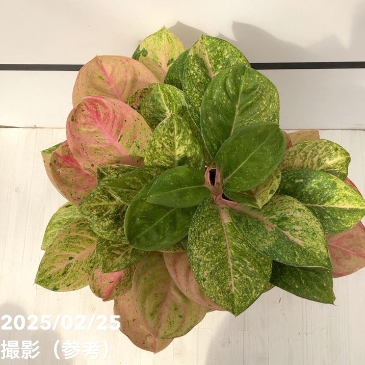 激レア！現品お届け】アグラオネマ 5号 ピンクイメリタス（4）｜観葉10