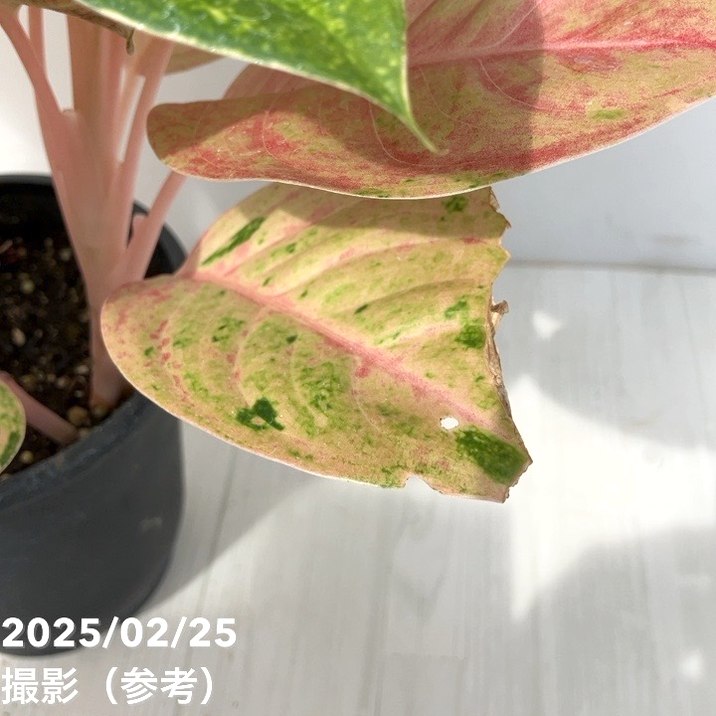 激レア！現品お届け】アグラオネマ 5号 ピンクイメリタス（4