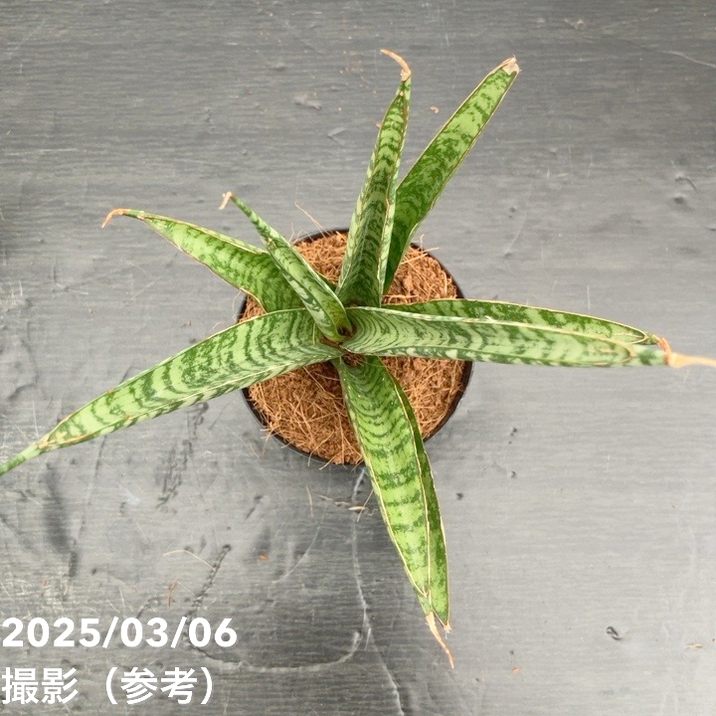サンスベリア 6-7cmポット パイナップル Pineapple 生産鉢仕様