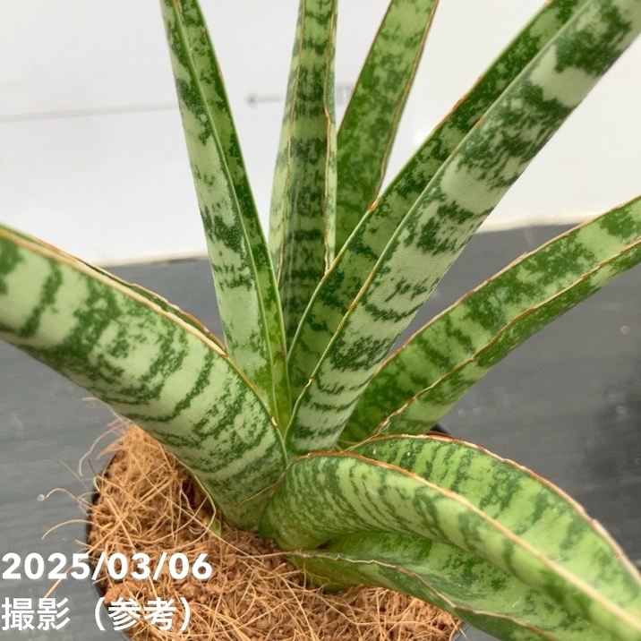 サンスベリア 3号角鉢 パイナップル Pineapple 6-7cmポット投げ込み