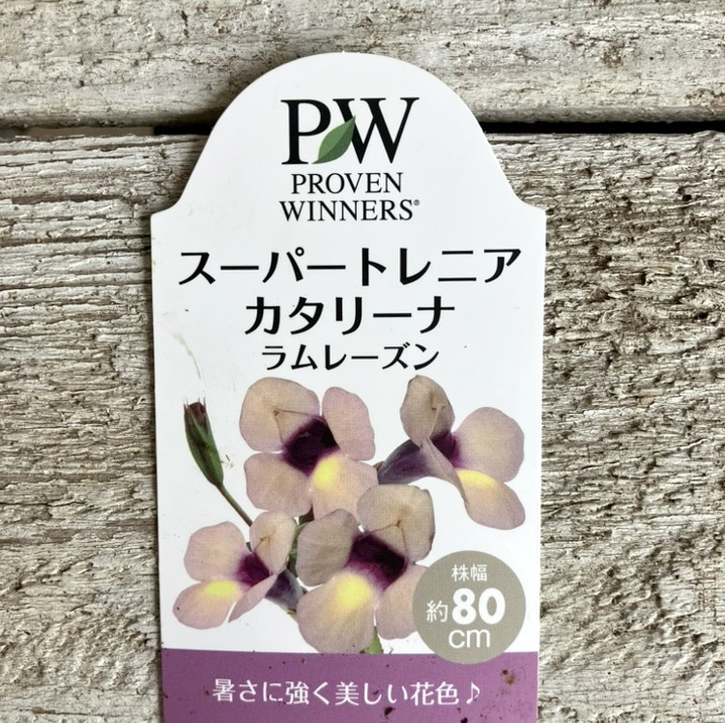 PW スーパートレニア カタリーナ ラムレーズン 3～3.5号×3株セット PVP