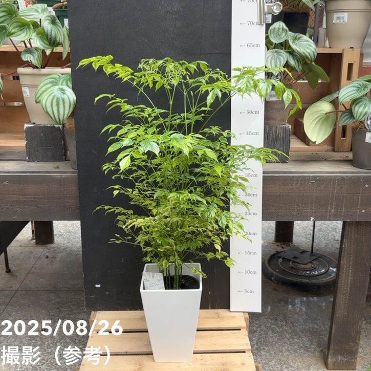 その他観葉植物 Masami 観葉植物 ミニ マドカズラ 窓葛 モンステラ ハイドロカルチャー 水耕