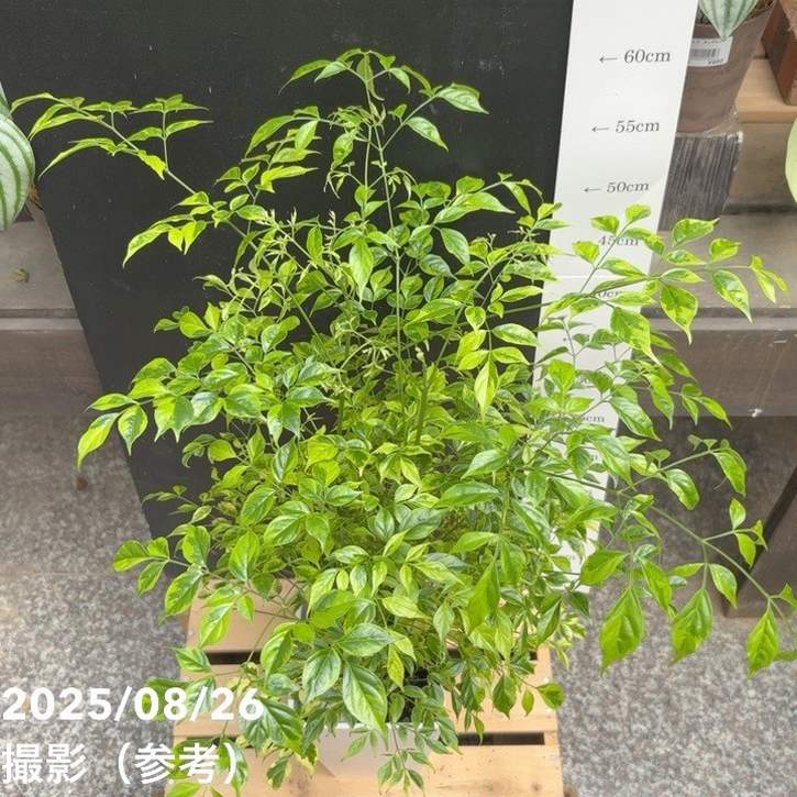 ステレオスペルマム レモンライム 斑入り 5号｜観葉04-PA | 観葉・多肉