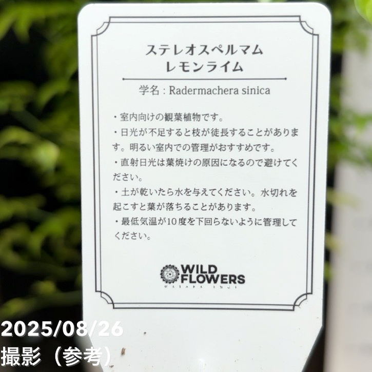 ステレオスペルマム レモンライム 斑入り 5号｜観葉04-PA | 観葉・多肉