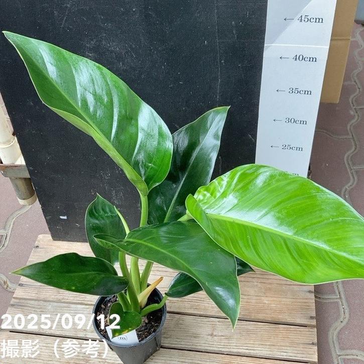 フィロデンドロン ミリオン 3.5号｜観葉04-PA | 観葉・多肉