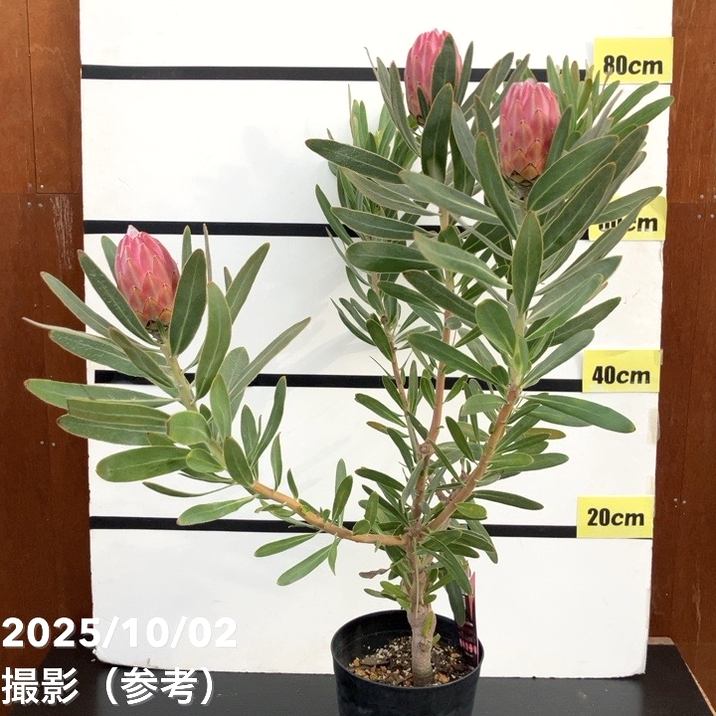 現品お届け】プロテア スペシャルピンクアイス（3花付き）6号（3