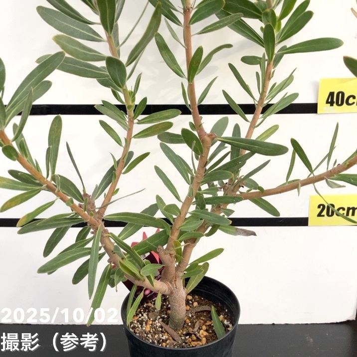 決算P5倍！10%OFF！8/2まで】【現品お届け】プロテア スペシャルピンク