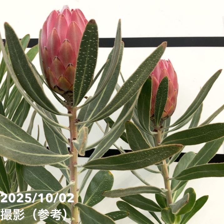 プロテア：スペシャルピンクアイス【現品③】（6号）プロテア苗　ネイティブプランツ プロテア：スペシャルピンクアイス 6号鉢植え** の通販 | 園芸ネット