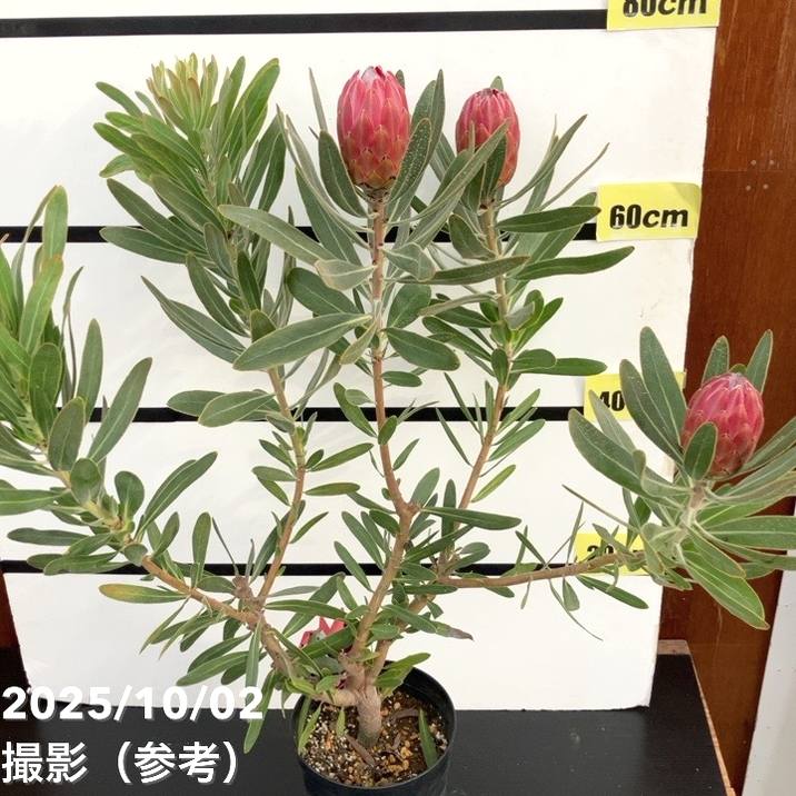 現品お届け】プロテア スペシャルピンクアイス（3花付き）6号（3