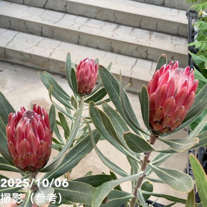 プロテア：スペシャルピンクアイス【現品③】（6号）プロテア苗　ネイティブプランツ プロテア：スペシャルピンクアイス【現品③】（6号）プロテア苗