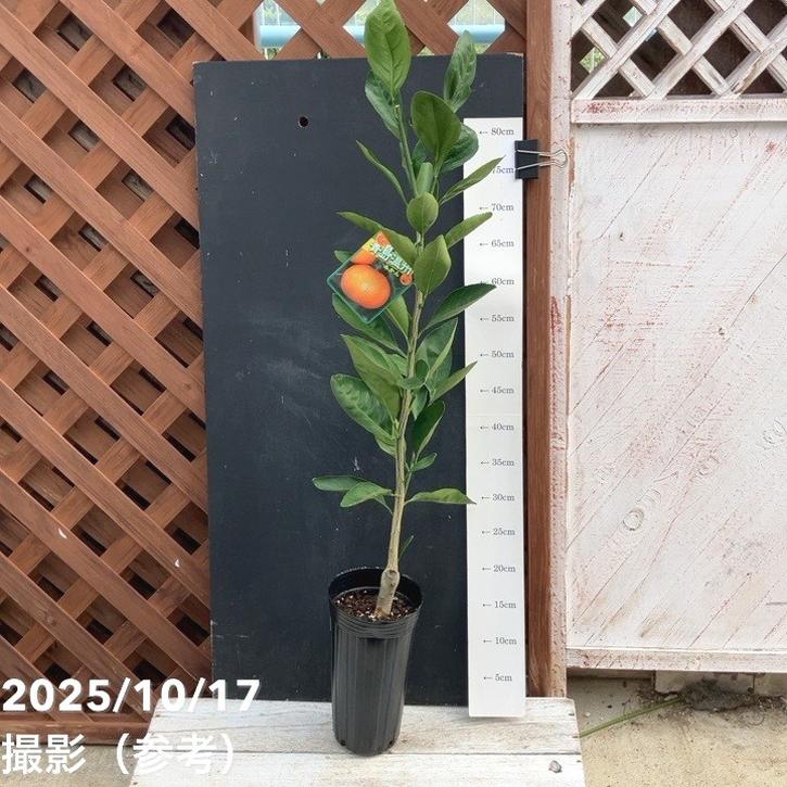 みかん みかん 青島温州 4号ロングポット 1年生苗｜柑橘｜果樹04-PA