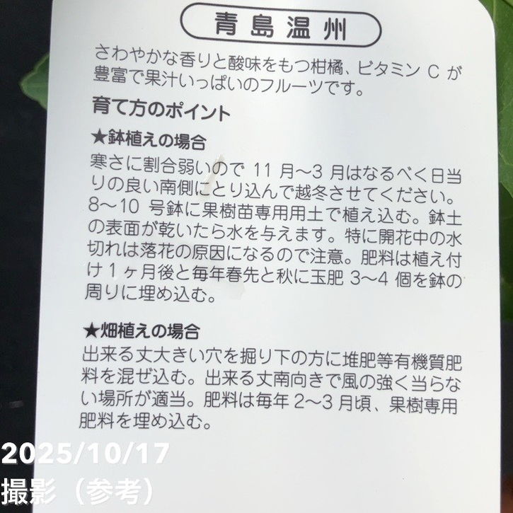 果樹木青島です。 みかん 青島温州 4号ロングポット 1年生苗｜柑橘｜果樹04-PA | 果樹