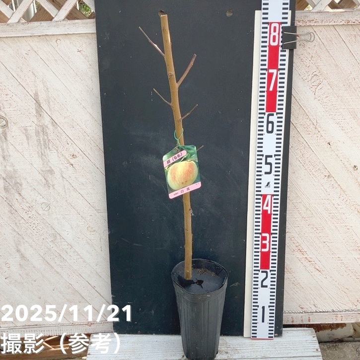 桃 モモ 日川白鳳 4号ロングポット 1年生｜果樹04-PA | 果樹,モモ