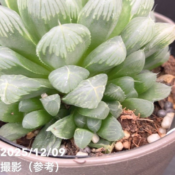 ハオルチア オブツーサ 3.5号 2鉢セット｜観葉10-TU | 赤塚植物園自社