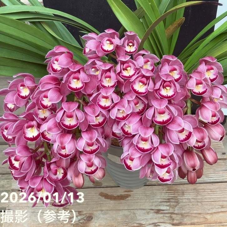 シンビジューム アーチ 6号陶器鉢 5本立 キュートマム｜洋蘭04-PA