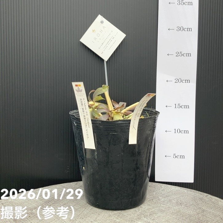 一点物】松村ナーセリー クリスマスローズ 5号 IROHA 色葉シリーズ