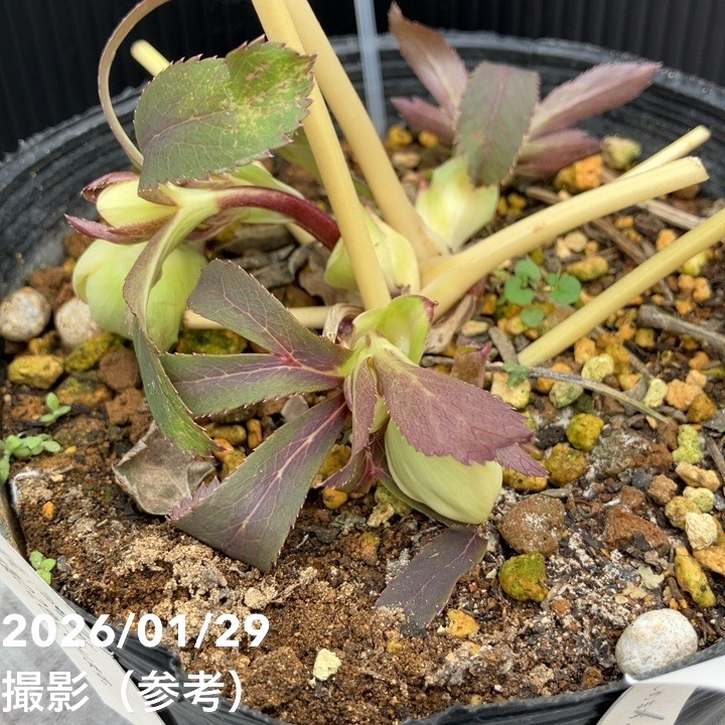 一点物】松村ナーセリー クリスマスローズ 5号 IROHA 色葉シリーズ