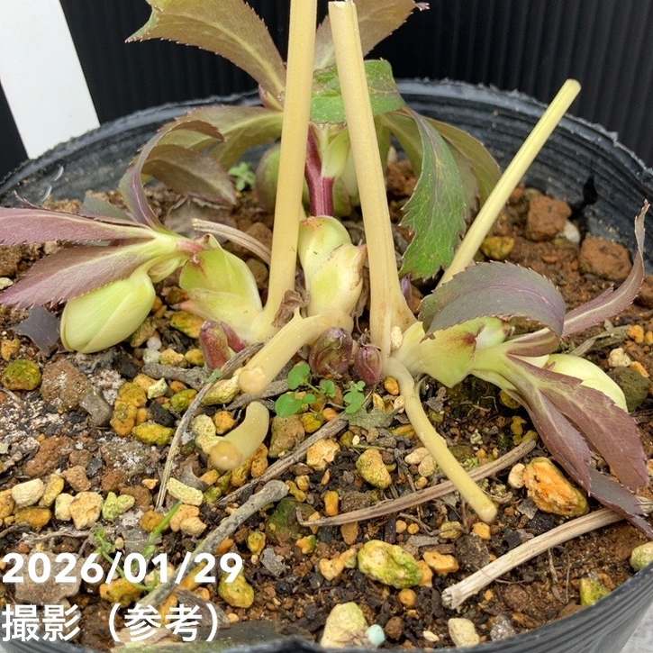 一点物】松村ナーセリー クリスマスローズ 5号 IROHA 色葉シリーズ