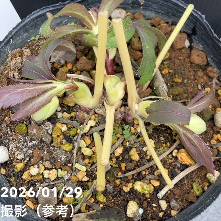 一点物】松村ナーセリー クリスマスローズ 5号 IROHA 色葉シリーズ