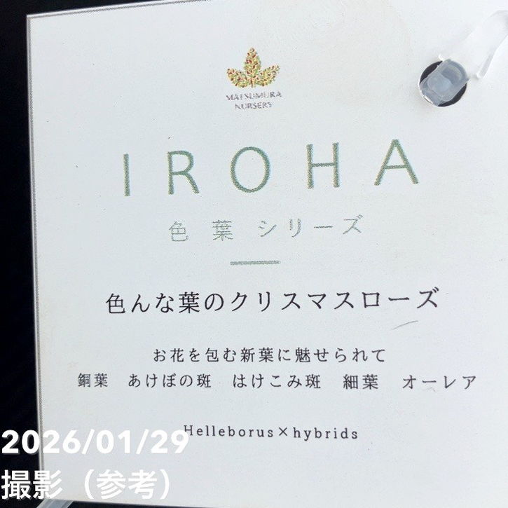 一点物】松村ナーセリー クリスマスローズ 5号 IROHA 色葉シリーズ