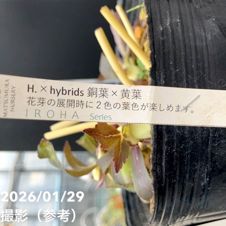 一点物】松村ナーセリー クリスマスローズ 5号 IROHA 色葉シリーズ
