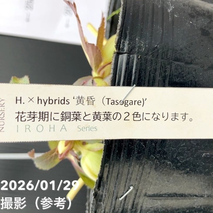 一点物】松村ナーセリー クリスマスローズ 5号 IROHA 色葉シリーズ