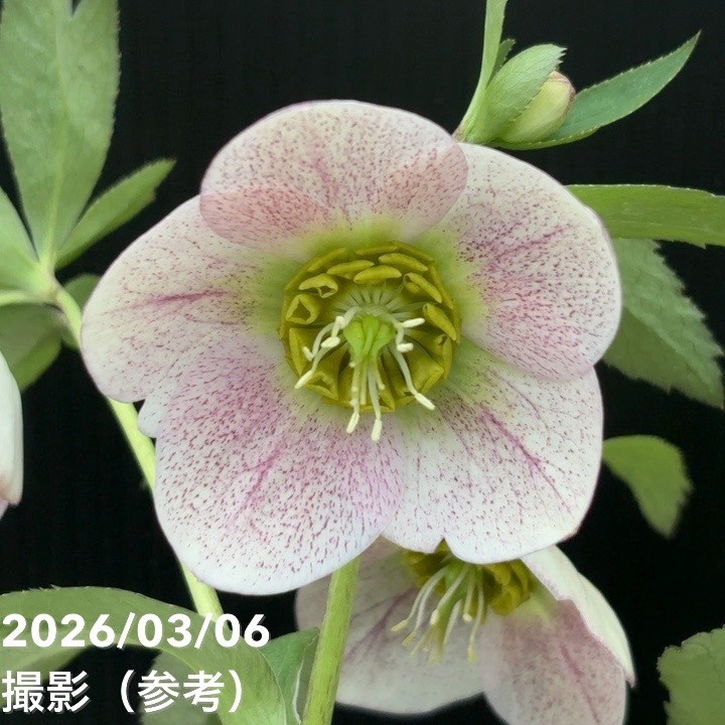 一点物】大和園 クリスマスローズ 4.5号（YA12）｜山野04-PA | 草花