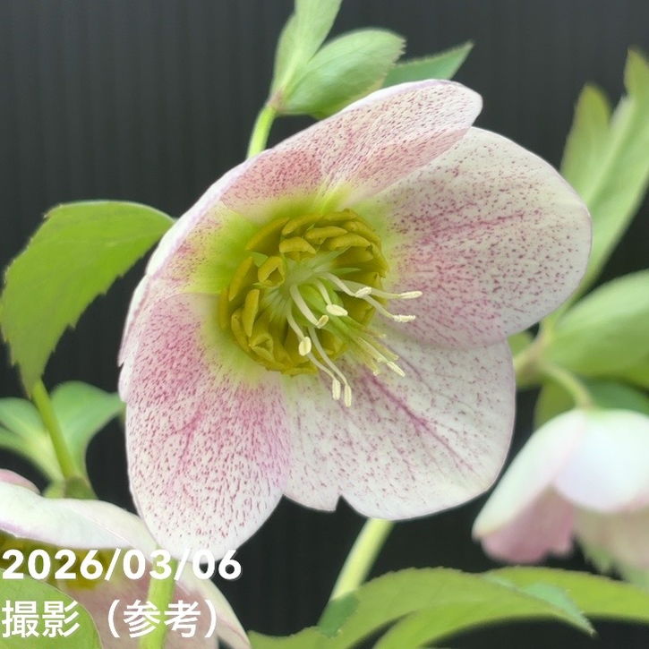 一点物】大和園 クリスマスローズ 4.5号（YA12）｜山野04-PA | 草花