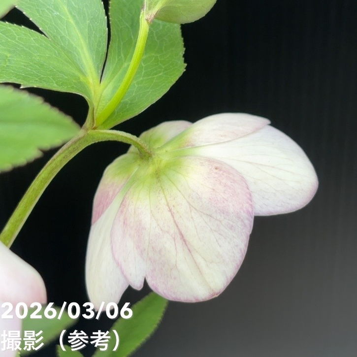 一点物】大和園 クリスマスローズ 4.5号（YA12）｜山野04-PA | 草花