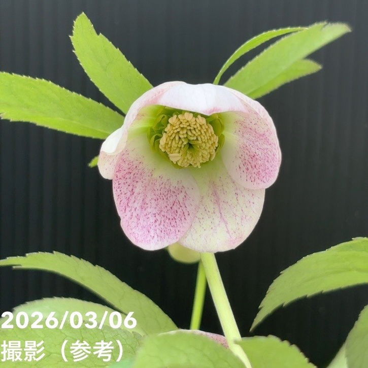 一点物】大和園 クリスマスローズ 4.5号（YA12）｜山野04-PA | 草花