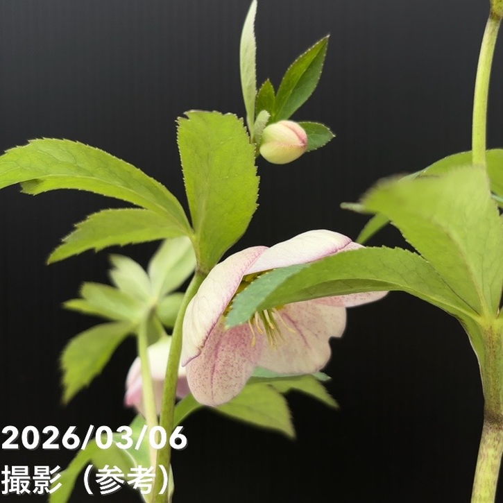 一点物】大和園 クリスマスローズ 4.5号（YA12）｜山野04-PA | 草花