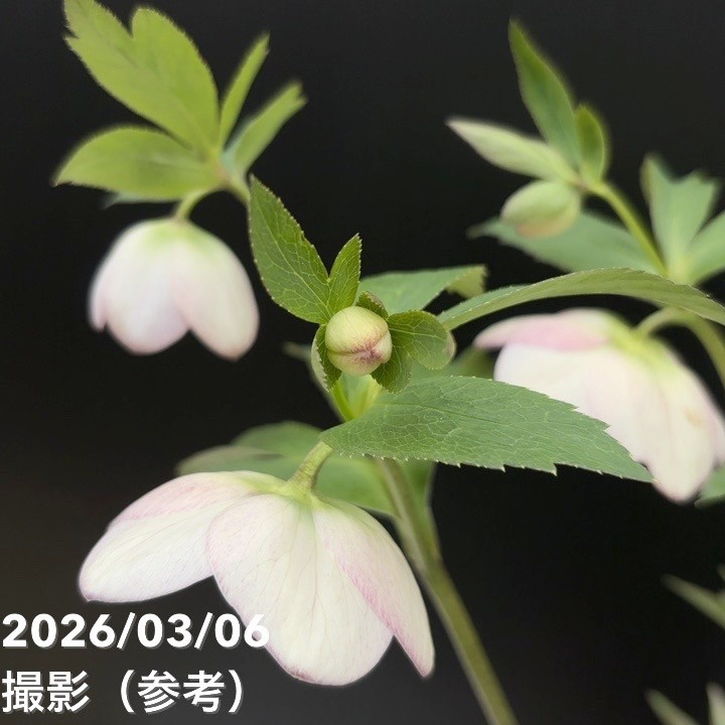 一点物】大和園 クリスマスローズ 4.5号（YA12）｜山野04-PA | 草花