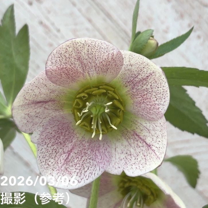 一点物】大和園 クリスマスローズ 4.5号（YA12）｜山野04-PA | 草花