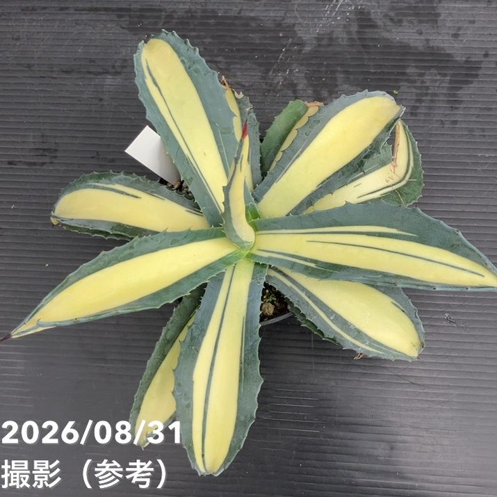 アガベ 3.5号 americana mediopicta ナチノカガヤキ|観葉10-TU